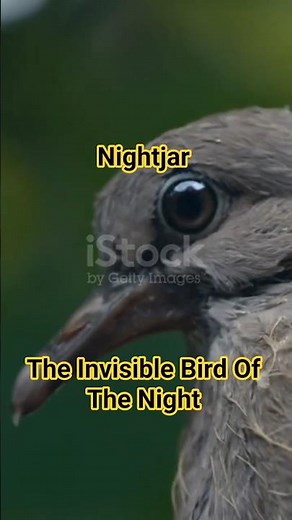 Nightjar: The Invisible Bird of the Night! 🌙🦉