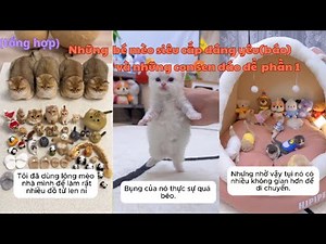 Super cute kittens and awesome owners | love life