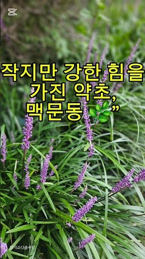 작지만 강한 약초, 맥문동 효능 🌿