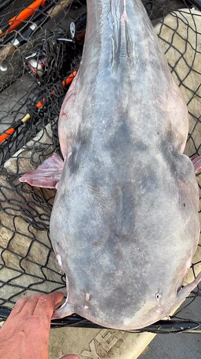 Fat Cat #fishing #catfish | Catfish Dave