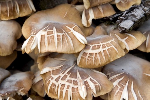 Is it possible to get rid of honey fungus?