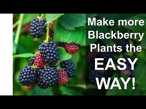 Thornless Blackberries - EASY Blackberry Propagation to Make More Plants