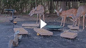 CritterVision - deer tries apple for first time