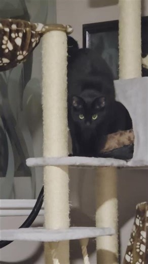 The Black Maine Coon Mix Coming 04.27.2026 #funnycatvideo #catpounce