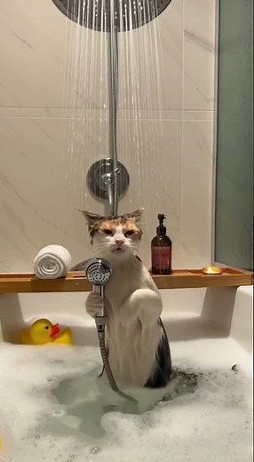 猫咪的浴室独唱秀！泡泡+鸭鸭=完美舞台？Cat’s Bubble Bath Solo! Rubber Duck + Drama = Purrfect Performance! #cat #诚品绿仓