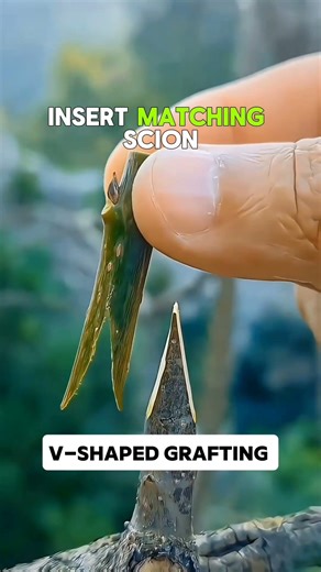 V-Shaped Grafting 🌱 Easy and Effective Method #Shorts #vie