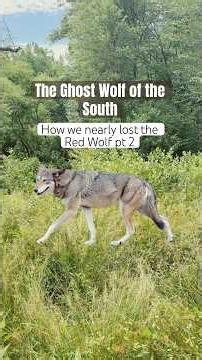 The Ghost Wolf of the South | How We Nearly Lost the Red Wolf (Part 2)
