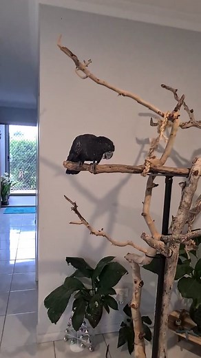 Parrot Intelligence: Unveiling Their Astonishing Cognitive Abilities