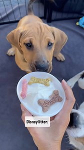 36 reactions · 16 shares | 拾 So many pups available to adopt and more on the way this Friday! Apply today to get pre-approved and be ready to adopt for the next 6 months- which includes Super Dog Adoption Day coming in November! Rhodehomerescue.org | Rhode Home Rescue | Facebook