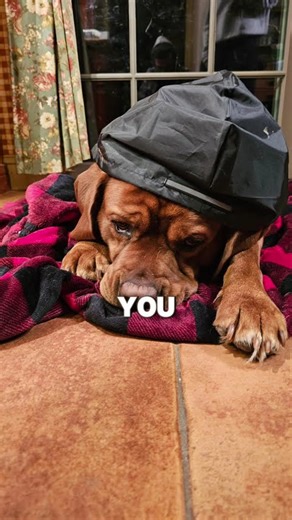 Subscribers Activated 🐶🐾