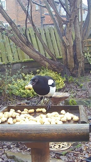 Magpies and jackdaws collecting monkey nuts