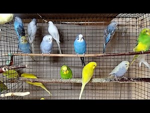 Quiet Aviary — 5 Minutes of Natural Budgie Sound