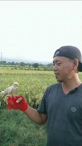 burung parkit australi😁😄🤣 #lucu #hiburan #komedi #fypシ #viral