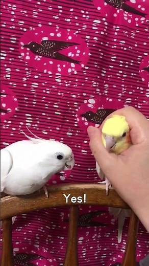 Cute Birds Squabble Over Pets!