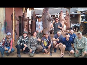 6 wild boars and review of the hunt, 3rd part.