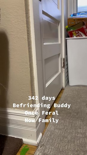 Tabby Cat's Journey: From Stray to Beloved Pet