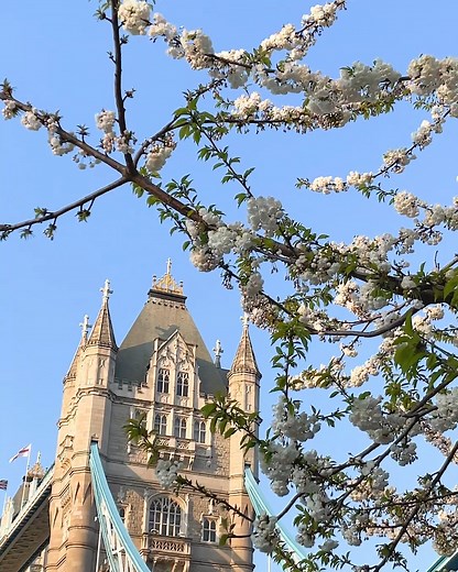 An alfresco dining must is The Ivy Tower Bridge ✨The Ivy is celebrating The “Summer of Love” with vibrant colours, fantastic entertainment, seasonal dishes and 1960s inspired cocktails 🍸 Have dinner and a show with stunning views of Tower Bridge. Have you visited this iconic Ivy location yet? 😍 #VisitLondon | Visit London