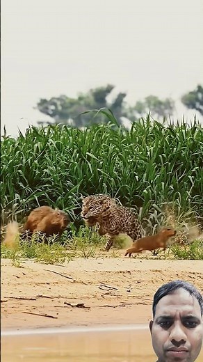 "Jaguar's Deadly Ambush: Powerful Predator Takes Down Massive Capybara in the Wild"