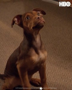 481K views · 10K reactions | Y tú ¿por qué crees que los perritos son los mejores amigos?  Mis Huellas a Casa en HBO y HBO GO. | HBO Latinoamérica | Facebook