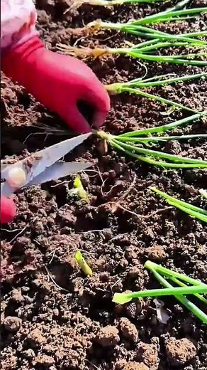 technique for planting leeks manually easily
