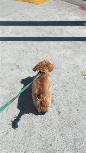 Essential Grooming Tips for Cocker Spaniel Puppies