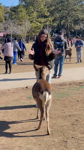 Nara deer | Nara Park | Japan | NARA DEER