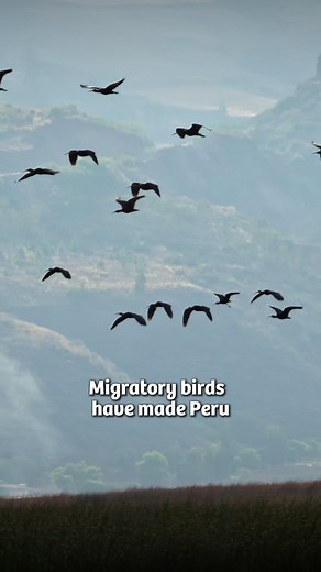 Bring out the adventurer inside you and come see these wonderful creatures! #VisitPeru #Peru #VisitPeru #PeruTravel #PeruDestinations #TravelPeru #DiscoverPeru #BirdWatching #TravelGoals #BirdingRoutes