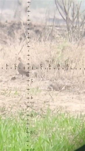 *"65 Yards, 2 Shot: Chukar Partridge Hunt!"* #adventure #birds #hunting #viralvideo #foryou