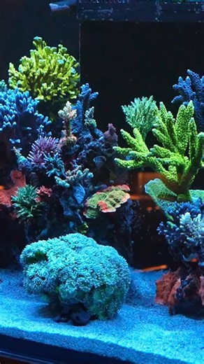 Healthy reefs run on biology - ask for MicroBacter Purple at your LFS or favorite online retailer! #reeftank #saltwateraquarium | Brightwell Aquatics