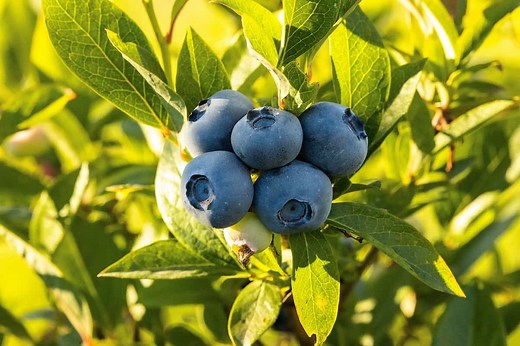 7 Berries That Look Like Blueberries