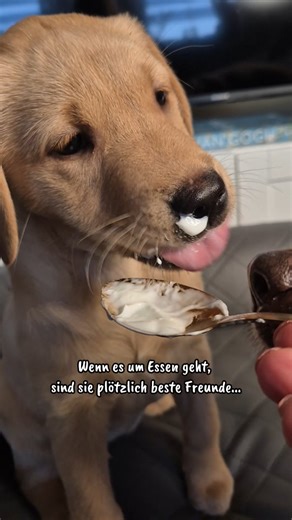 Holly & Tilda | kleines Labrador-Rudel on Instagram: "Für Joghurt wird hier alles kurz vergessen 🤭 #labradorliebe #lebenmithunden #Labradorwelpe #hundeglück #hundeleben LABRADOR RETRIEVER ARBEITSLINIE HUNDE WELPE MEHRHUNDEHALTUNG HUNDE RUDEL WELPEN"