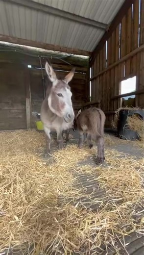 14K views · 234 reactions | Mediterranean Miniature Donkey These...