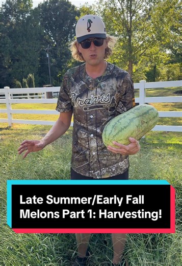Late Summer/Early Fall Melons Part 1: Harvesting! 🍉🍈 Stay tuned for a taste test in Part 2! #gardening #farm #harvest #watermelon #cantaloupe
