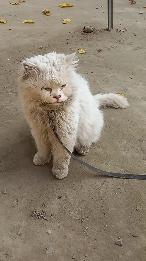 Cat #cute | Accounting