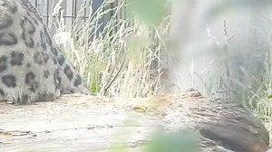 137K views · 2.5K reactions | Meet the new baby snow leopard born at the Welsh Mountain Zoo!  Here he is exploring his surroundings with his mum Padme. Keepers have confirmed the cub is a boy - and now want zoo visitors to help choose a name. | Rhyl Journal | Facebook