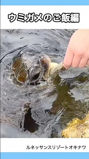 ウミガメの朝ごはん、飼育員さんからイワシをもらう、１０匹を連続で食べる！#ウミガメ #ルネッサンスリゾートオキナワ