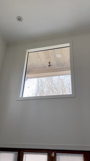 Day 1 of Birds Flying Into Our Window 🪟 #why #birds #flying #hitting #window #whatsgoingon #whatshappening #help #idk | Brian Robin Thomas