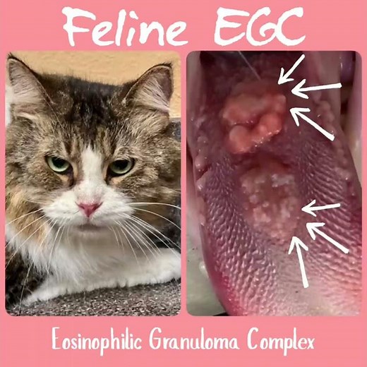 Cat Eosinophilic Granuloma Complex