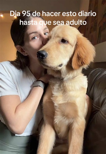 Lorenzo quería enseñarles el pelo de leon que le esta saliendo en el pecho #puppy #puppiesoftiktok #goldenretrieverpuppy #goldenretrieverlife #goldenretriever