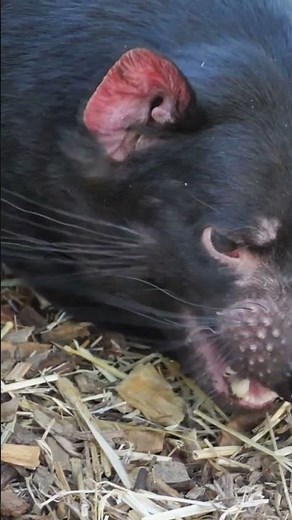 Tasmanian Devil vs Lion: Bite Force Showdown!