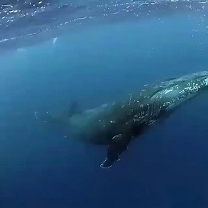 76K views · 1K reactions | Turn your sound on!!   via Humpback Swims | Diving Adelaide & Online Dive Gear | Facebook