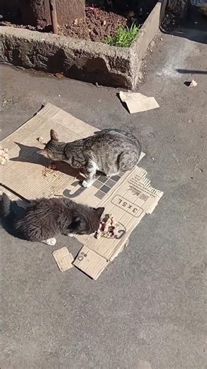 Feeding 3 Hungry Street Cats A Moment of Humanity