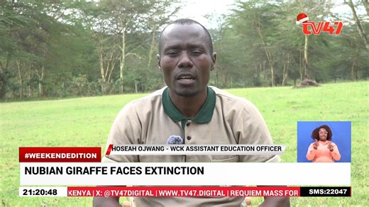 ‎Nubian Giraffe facing extinction; ‎Lake Nakuru Ecosystem under pressure as main food sources dry The Nubian Giraffe, one of the rarest giraffe species in the world, remains critically endangered despite ongoing conservation efforts. In Nakuru County, environmentalists are raising alarm over habitat loss, poaching, and climate-related challenges threatening the survival of this iconic animal. Our reporter Mike Kyalo now takes a closer look at conservation efforts around Lake Nakuru National Park