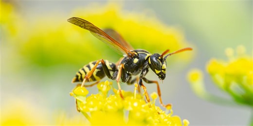 Rockford pest control company offers tips for homeowners ahead of yellowjacket season