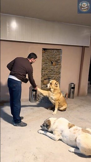 Alabai: The Central Asian Beast Built to Fight Wolves & Protect Kingdoms