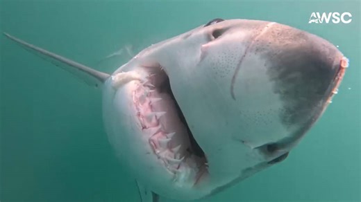 Shark feeding on whale carcass off South Shore gets up close and personal with researchers