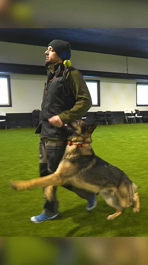 1K views · 1.1K reactions | Full Power Heeling ⚡️ with my old dance partner Yaxi Check out our online courses at shieldk9online.com #dogtrainer #dogtraining #focusheel #doglife #germanshepherd | Shield-K9 Dog Training | Facebook