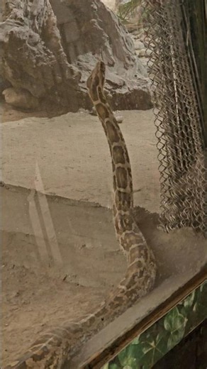 🐍 Python Snake Facts That Will Blow Your Mind! 😱 #Shorts #PythonFacts #SnakeFacts