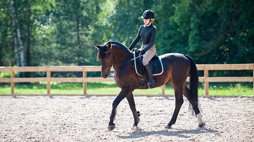 Majestic Horse Names (70  Awesome Ideas) - AHF