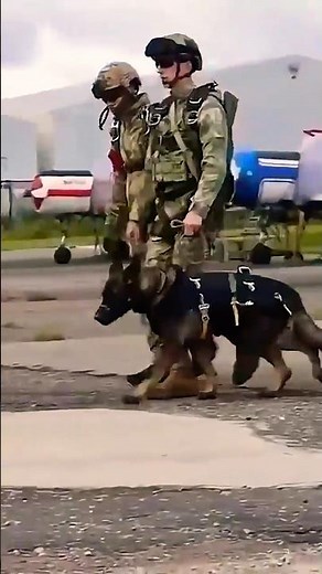 🥇The Backbone of K9 Units: German Shepherd 🏆